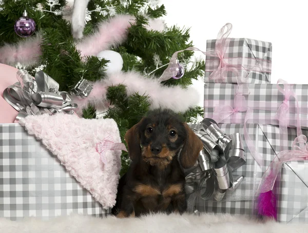 Dachshund puppy, 3 months old, sitting with Christmas tree and gifts in front of white background — Stock Fotó