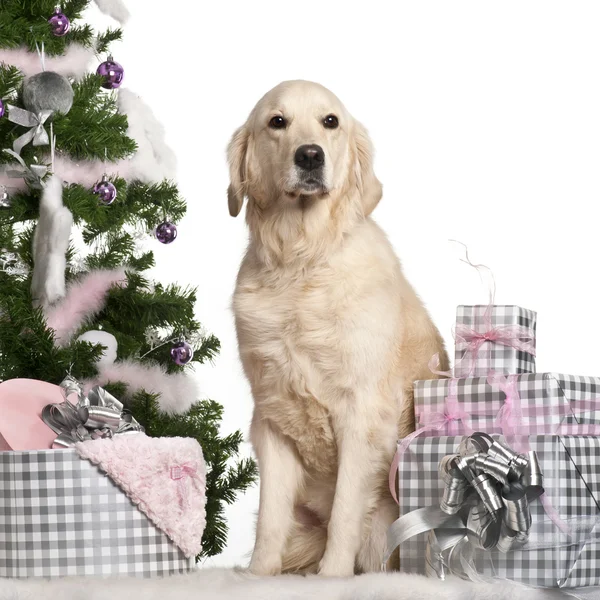 Gouden retriever, 5 jaar oud, zittend met kerstboom en geschenken voor witte achtergrond — Stockfoto