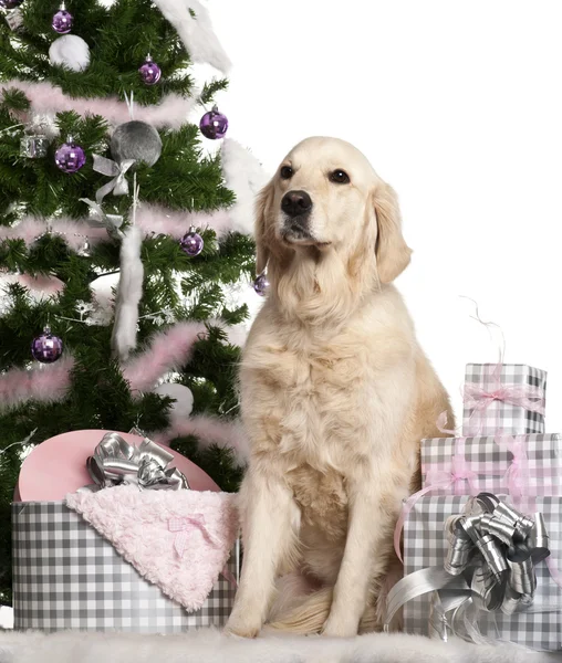 Golden Retriever, 5 anni, seduto con albero di Natale e regali davanti allo sfondo bianco — Foto Stock