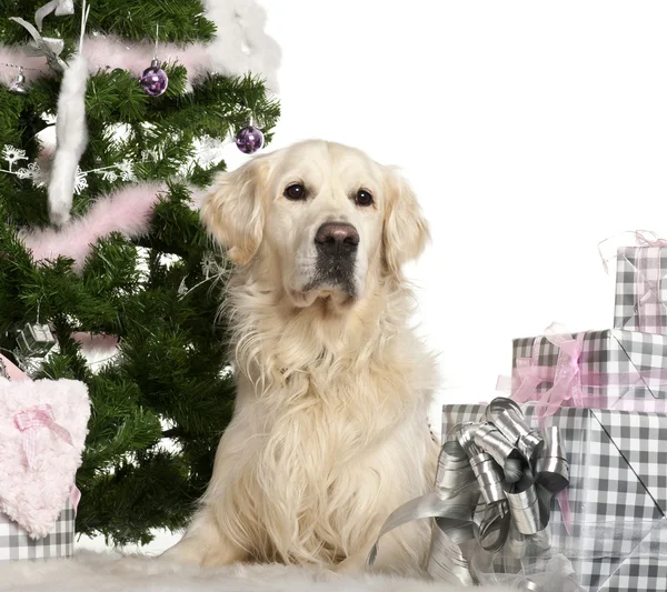 Golden Retriever, 8 years old, lying with Christmas gifts in front of white background — Stock Photo, Image