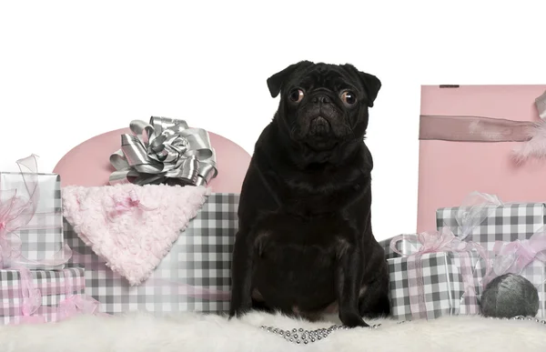 Pug assis avec des cadeaux de Noël devant fond blanc — Photo