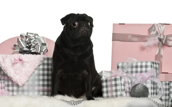 Pug sitting with Christmas gifts in front of white background — Stock Photo, Image
