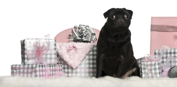 Pug sitting with Christmas gifts in front of white background — стокове фото
