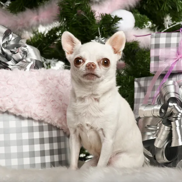 Chihuahua siedzi z choinki i prezenty — Zdjęcie stockowe