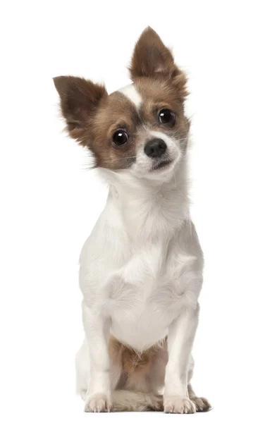 Chihuahua, 9 meses, sentado em frente ao fundo branco — Fotografia de Stock