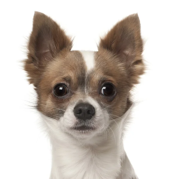 Chihuahua, 9 meses, na frente do fundo branco — Fotografia de Stock
