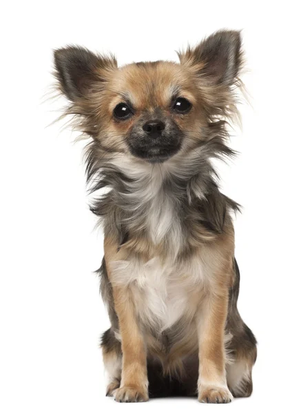 Chihuahua, 7 months old, sitting in front of white background — Stock Photo, Image