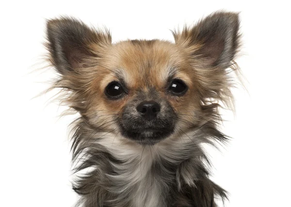 Chihuahua, 7 meses, na frente do fundo branco — Fotografia de Stock