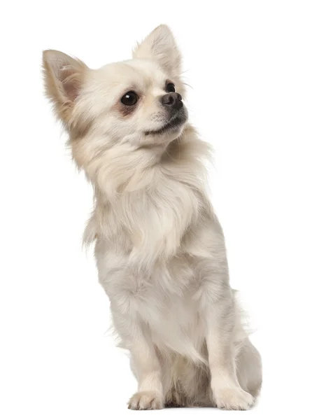 Chihuahua, 18 hónapos, előtt ülő fehér háttér — Stock Fotó