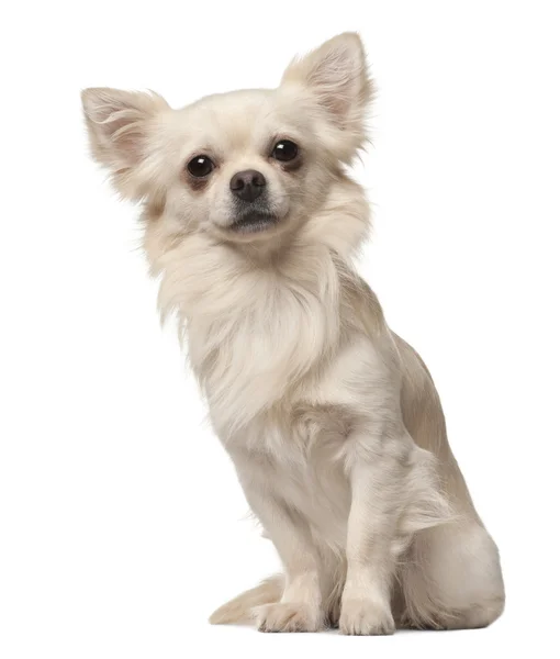 Chihuahua, 18 maanden oud, zitten in de voorkant van witte achtergrond — Stockfoto