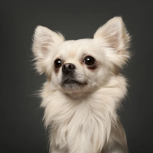 Chihuahua, 18 months old, in front of white background — Stock Photo, Image