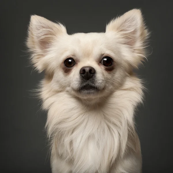 Chihuahua, 18 mois, devant fond blanc — Photo