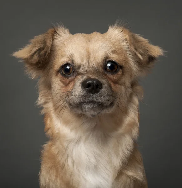 Chihuahua na frente de fundo branco — Fotografia de Stock