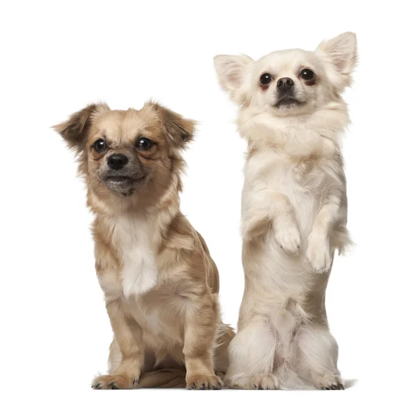 Chihuahua, 18 months old, and Chihuahua puppy, 6 months old, on hind legs in front of white background — Stock Photo, Image