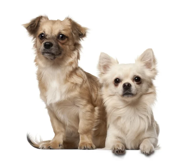 Chihuahua, 18 meses de edad, y Chihuahua cachorro, 6 meses de edad, sentado frente al fondo blanco — Foto de Stock
