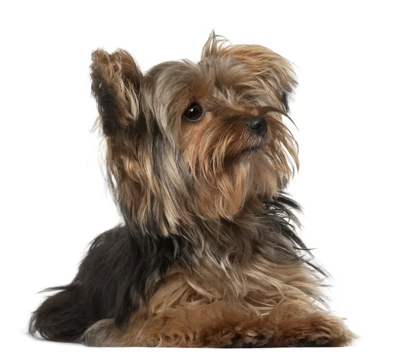 Yorkshire Terrier, 8 months old, lying in front of white background — Stock Photo, Image