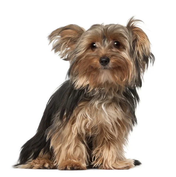 Yorkshire Terrier, 8 months old, sitting in front of white background — Stock Photo, Image