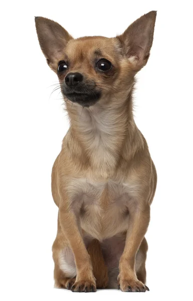 Chihuahua, 1 año, sentado frente al fondo blanco — Foto de Stock