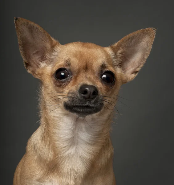 Chihuahua, 1 anno, davanti allo sfondo bianco — Foto Stock