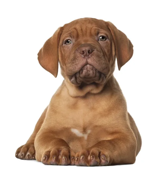 Dogue de bordeaux pup, 8 weken oud, liggen voor witte achtergrond — Stockfoto