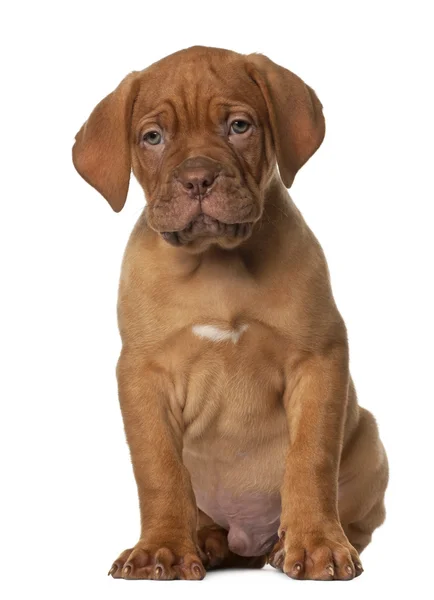 Dogue de Bordeaux cachorro, 8 semanas de edad, sentado frente al fondo blanco —  Fotos de Stock