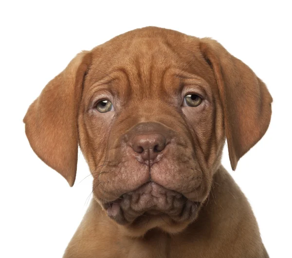 Cãozinho Dogue de Bordeaux, 8 semanas, em frente ao fundo branco — Fotografia de Stock