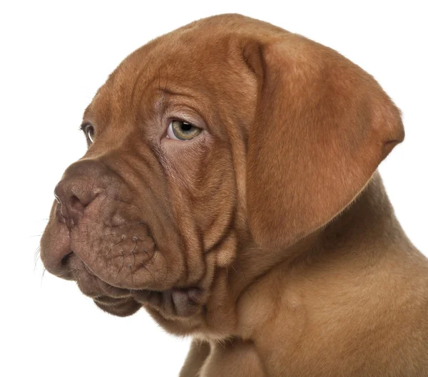 Dogue de bordeaux pup, 8 weken oud, voor witte achtergrond — Stockfoto