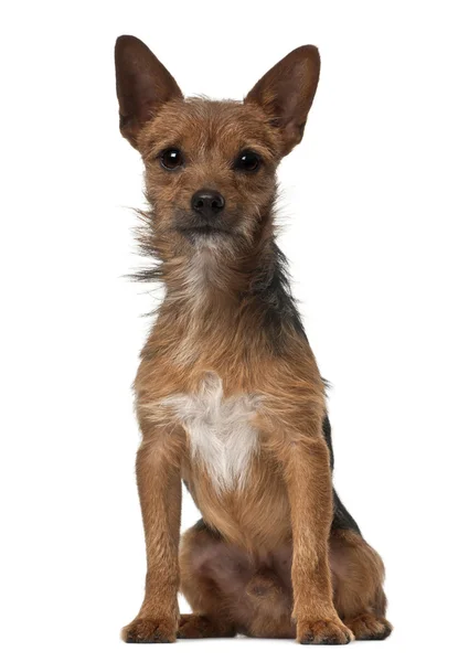 Crossbreed dog, 1 year old, sitting in front of white background — Stock Photo, Image