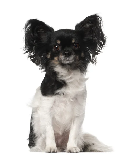 Crossbreed dog sitting in front of white background — Stock Photo, Image