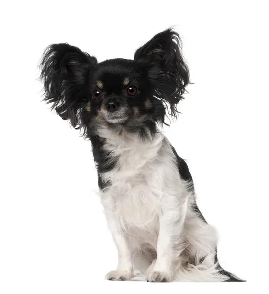 Crossbreed perro sentado delante de fondo blanco —  Fotos de Stock