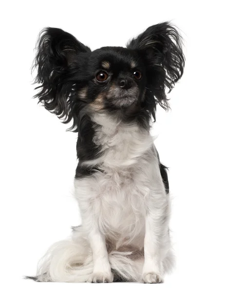 Crossbreed cão sentado na frente de fundo branco — Fotografia de Stock