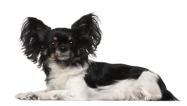 Crossbreed dog lying in front of white background — 스톡 사진