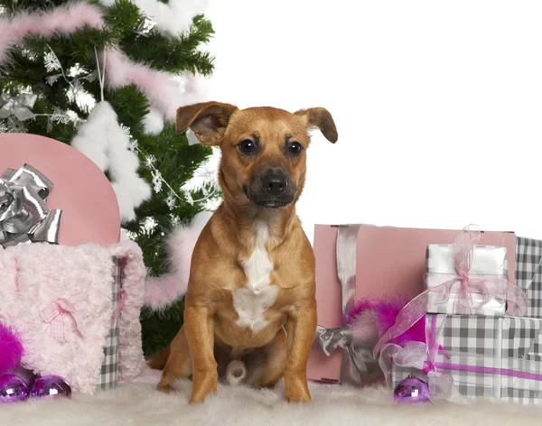 Mixed-breed dog, 7 months old, with Christmas tree and gifts in front of white background — Stock Photo, Image