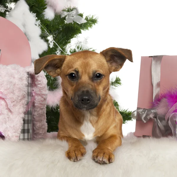 Blandad ras hund, 7 månader gammal, med julgran och presenter framför vit bakgrund — Stockfoto