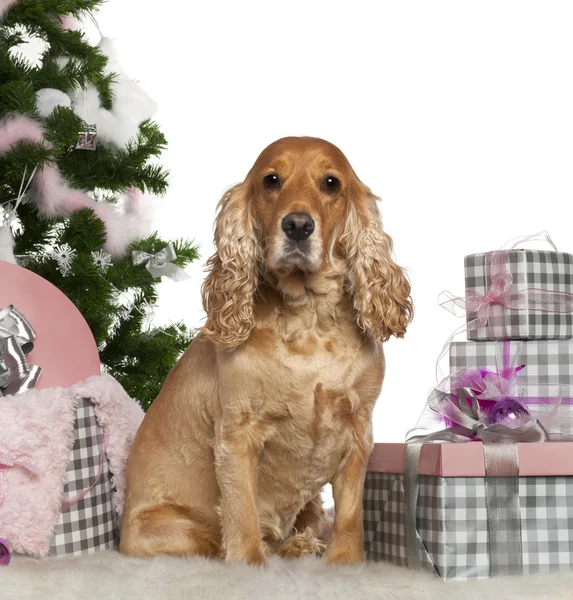 Cocker Spaniel Inglés, 4 años, con árbol de Navidad y regalos en frente de fondo blanco —  Fotos de Stock