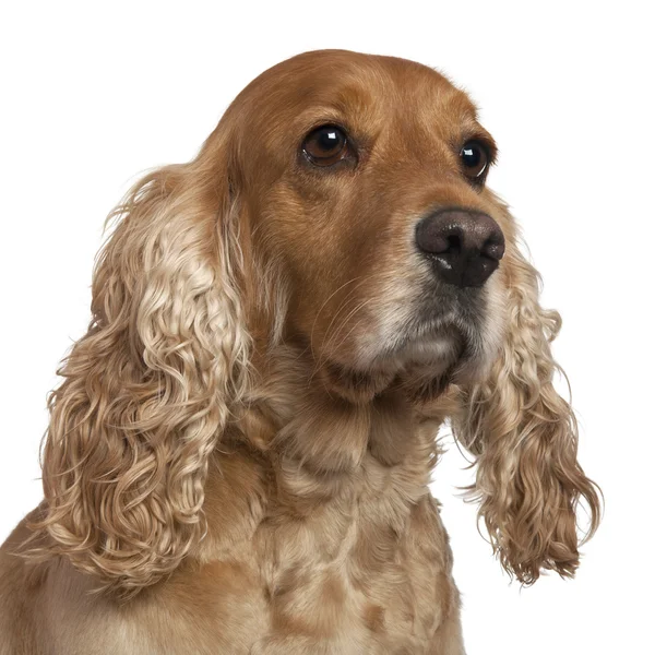 English Cocker Spaniel, 4 years old, in front of white background — Stock Photo, Image