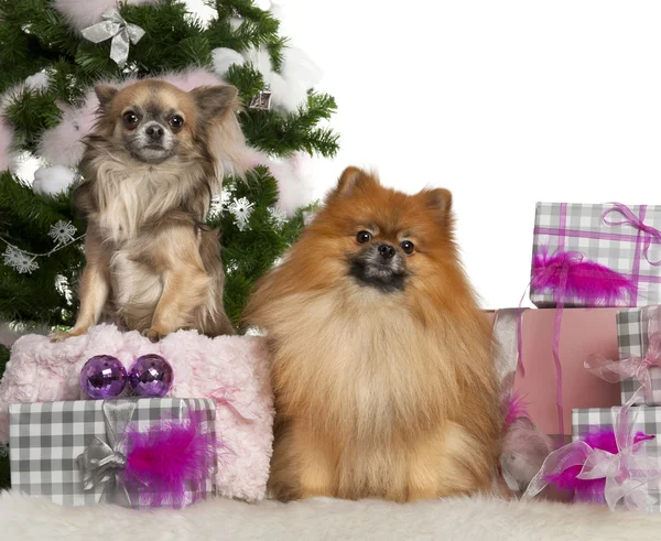 Pommern, to år gammel, og chihuahua, fire år, med juletre og gaver foran hvit bakgrunn – stockfoto