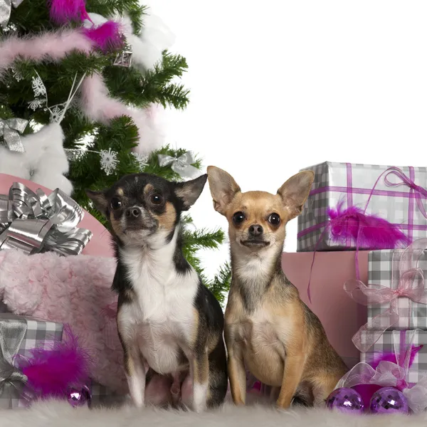 Chihuahuas, 2 years old, with Christmas tree and gifts in front of white background — Stock Photo, Image