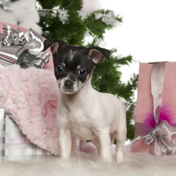 Chihuahua valp, 3 månader gammal, med julgran och presenter framför vit bakgrund — Stockfoto