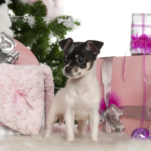 Chihuahua filhote de cachorro, 3 meses, com árvore de Natal e presentes na frente do fundo branco — Fotografia de Stock