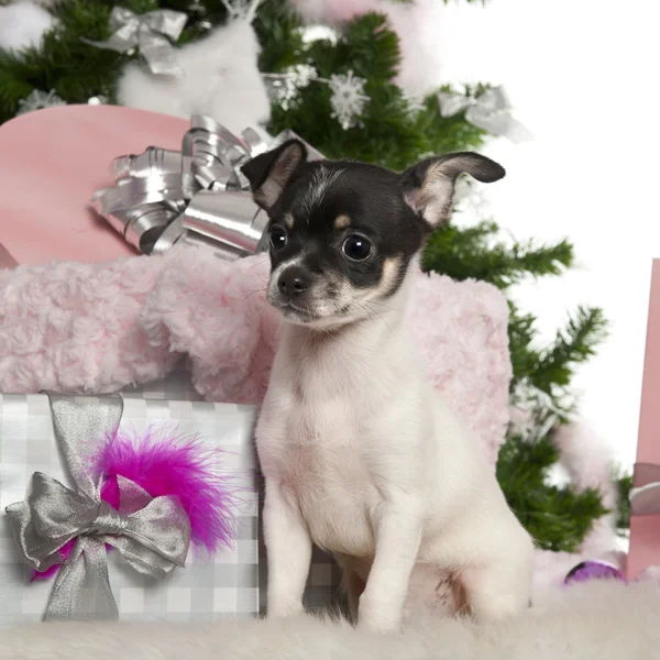 吉娃娃小狗，3 个月大的圣诞树和在白色背景前的礼物 — 图库照片
