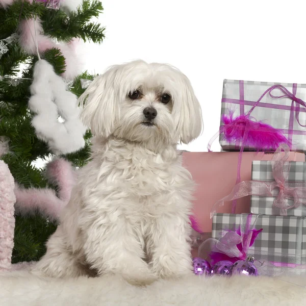 Maltese, 2 anni, con albero di Natale e regali davanti a sfondo bianco — Foto Stock