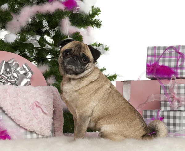 Pug, 4 jaar oud, met kerstboom en geschenken voor witte achtergrond — Stockfoto