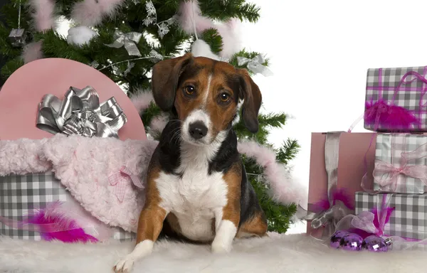 ビーグル犬、クリスマス ツリーとギフトの白い背景の前で、2 歳 — ストック写真