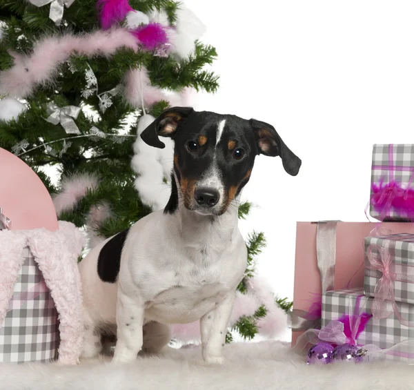 Jack Russell Terrier, 9 months old, with Christmas tree and gifts in front of white background — Stock Photo, Image