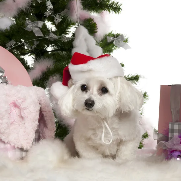 Maltees, 2 jaar oud, met kerstboom en geschenken voor witte achtergrond — Stockfoto