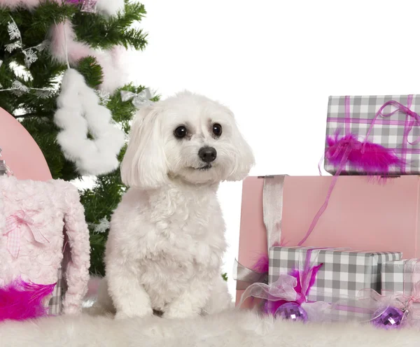 Maltese, 2 years old, with Christmas tree and gifts in front of white background — 스톡 사진