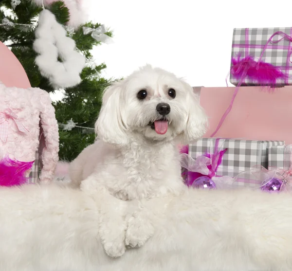 Maltese, 2 years old, with Christmas tree and gifts in front of white background — Stock Photo, Image