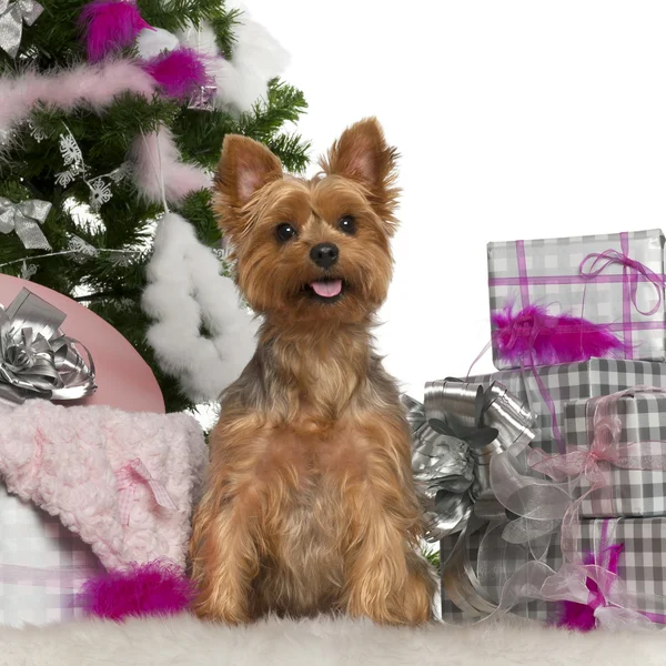 Yorkshire Terrier, 2 anni, con albero di Natale e regali davanti allo sfondo bianco — Foto Stock