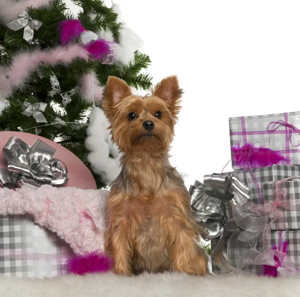 Yorkshire Terrier, 2 anni, con albero di Natale e regali davanti allo sfondo bianco — Foto Stock